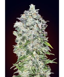 Auto 00 Kush — 00 Seeds