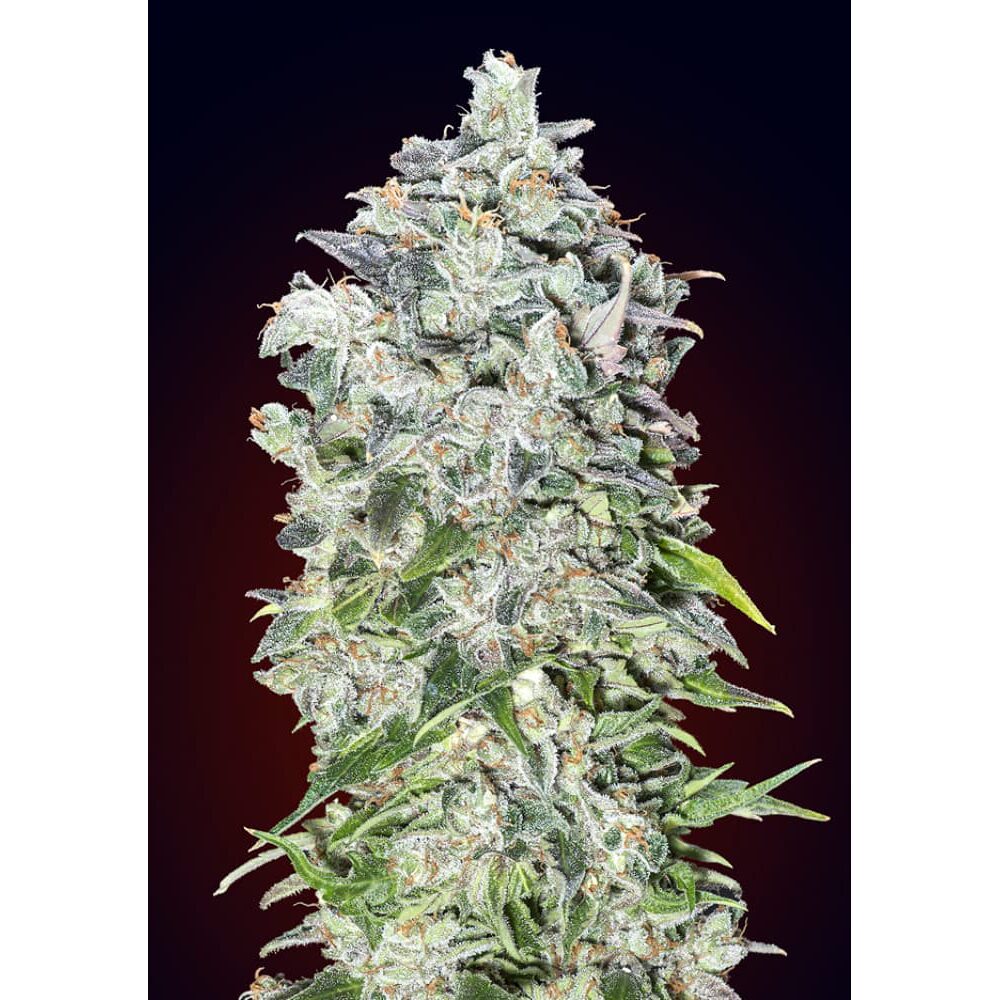 Auto 00 Kush — 00 Seeds