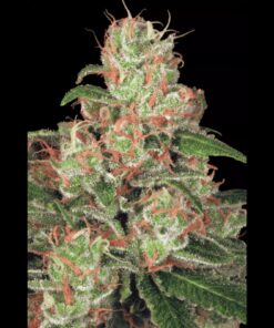 Auto Acid — Paradise Seeds