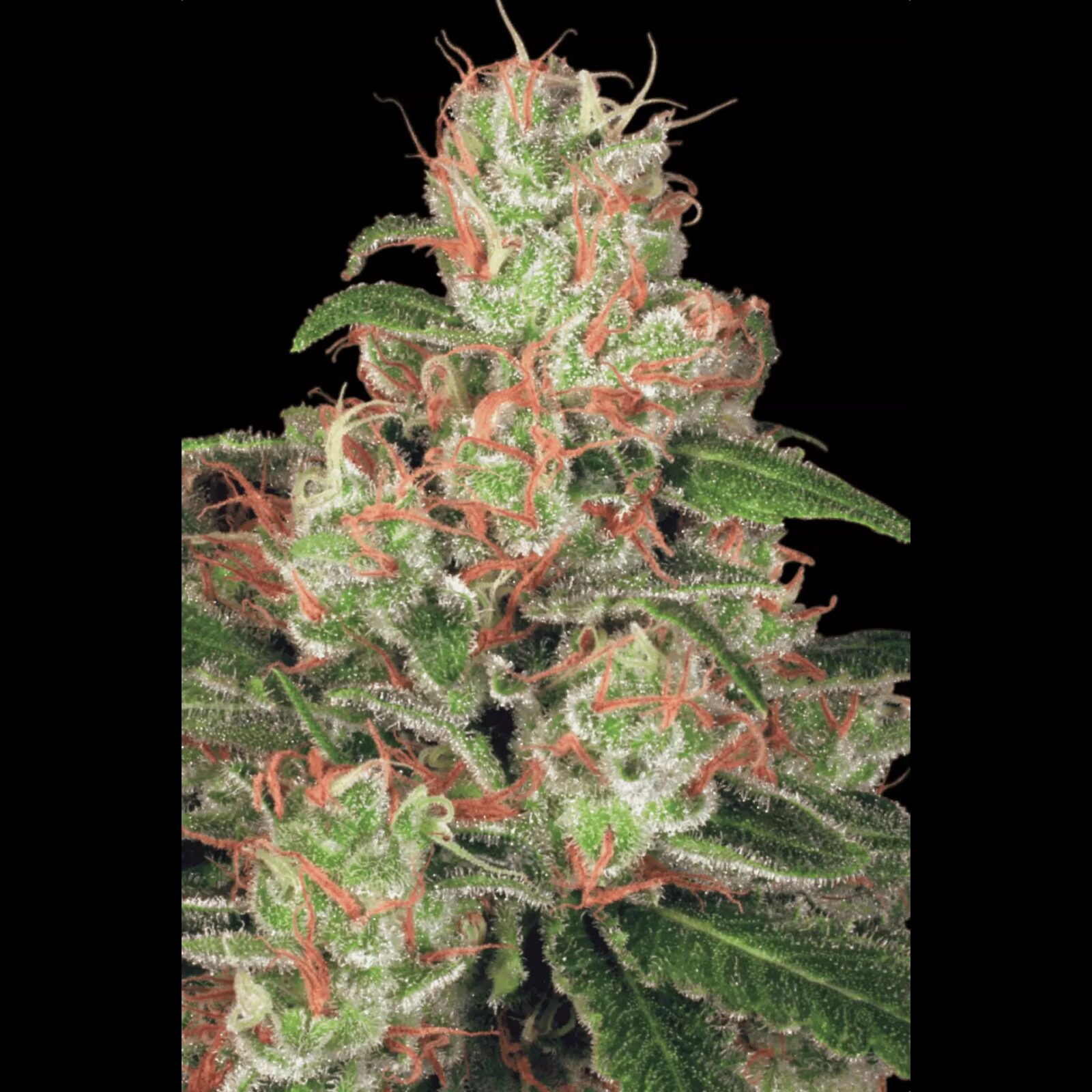Auto Acid — Paradise Seeds