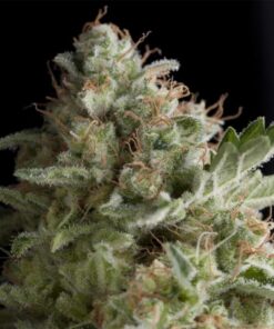 Auto American Pie — Pyramid Seeds