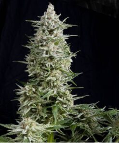 Auto Amnesia Gold — Pyramid Seeds