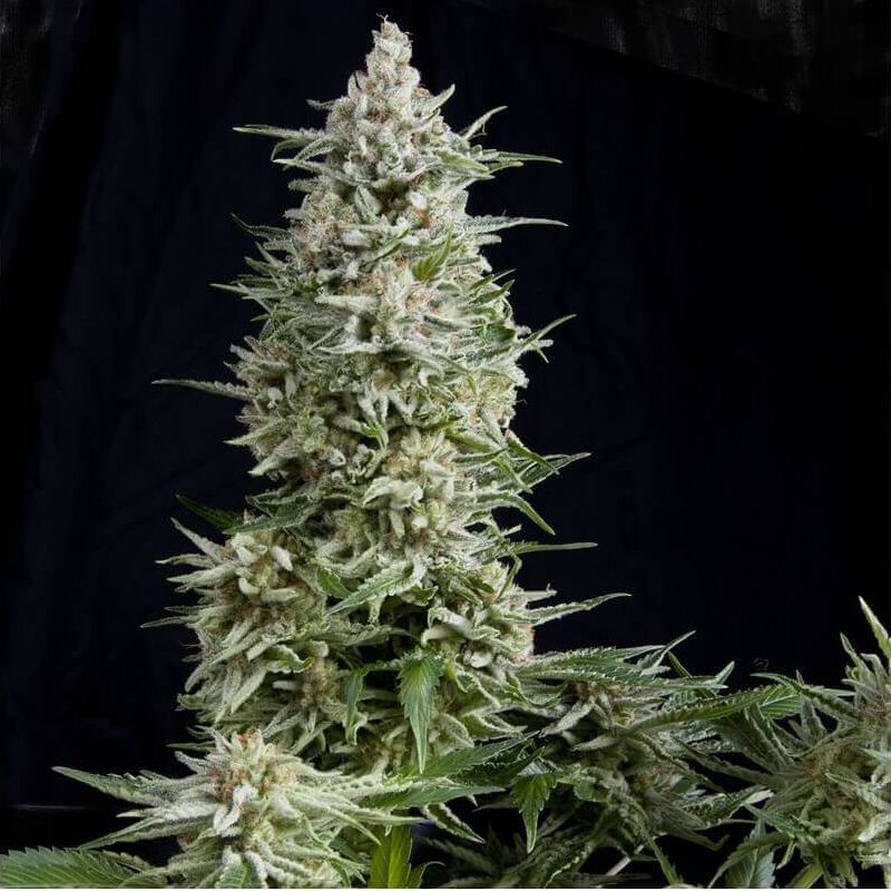 Auto Amnesia Gold — Pyramid Seeds