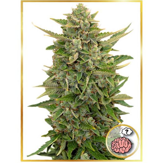 Auto Amnesia — Mr Hide
