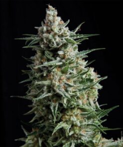 Auto Anesthesia — Pyramid Seeds