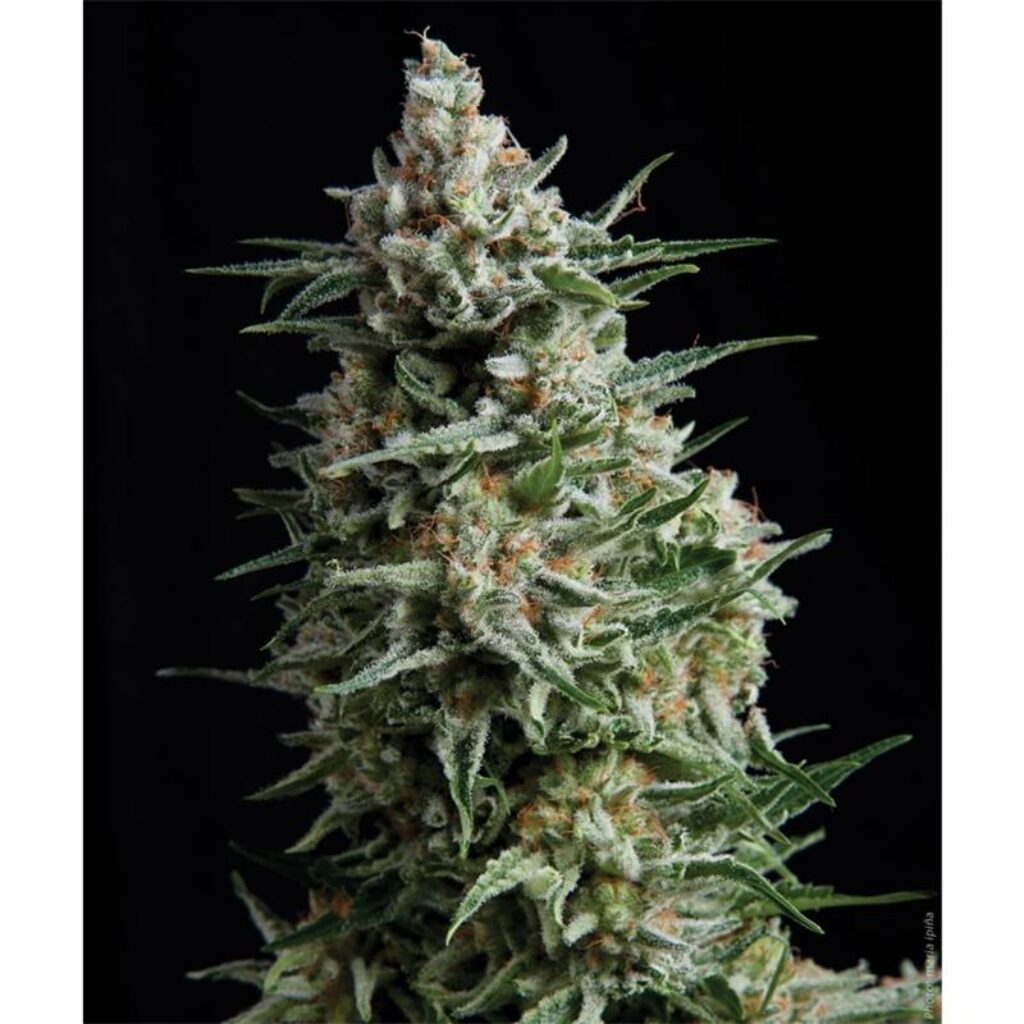Auto Anesthesia — Pyramid Seeds
