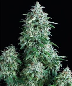 Auto Anubis — Pyramid Seeds