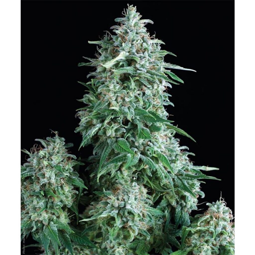 Auto Anubis — Pyramid Seeds