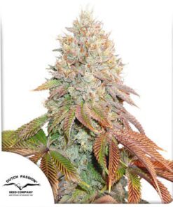 Auto Banana Blaze — Dutch Passion