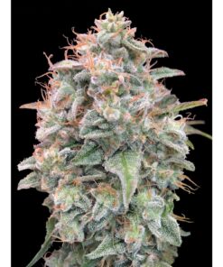 Auto Banana Cookies — Advanced Seeds