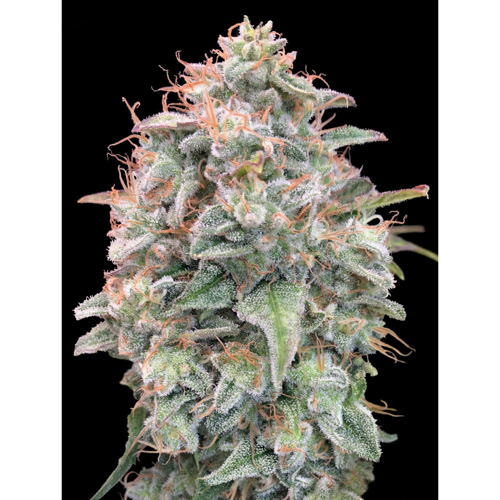 Auto Banana Cookies — Advanced Seeds