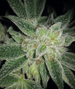 Auto Big Blue — Exclusive Seeds