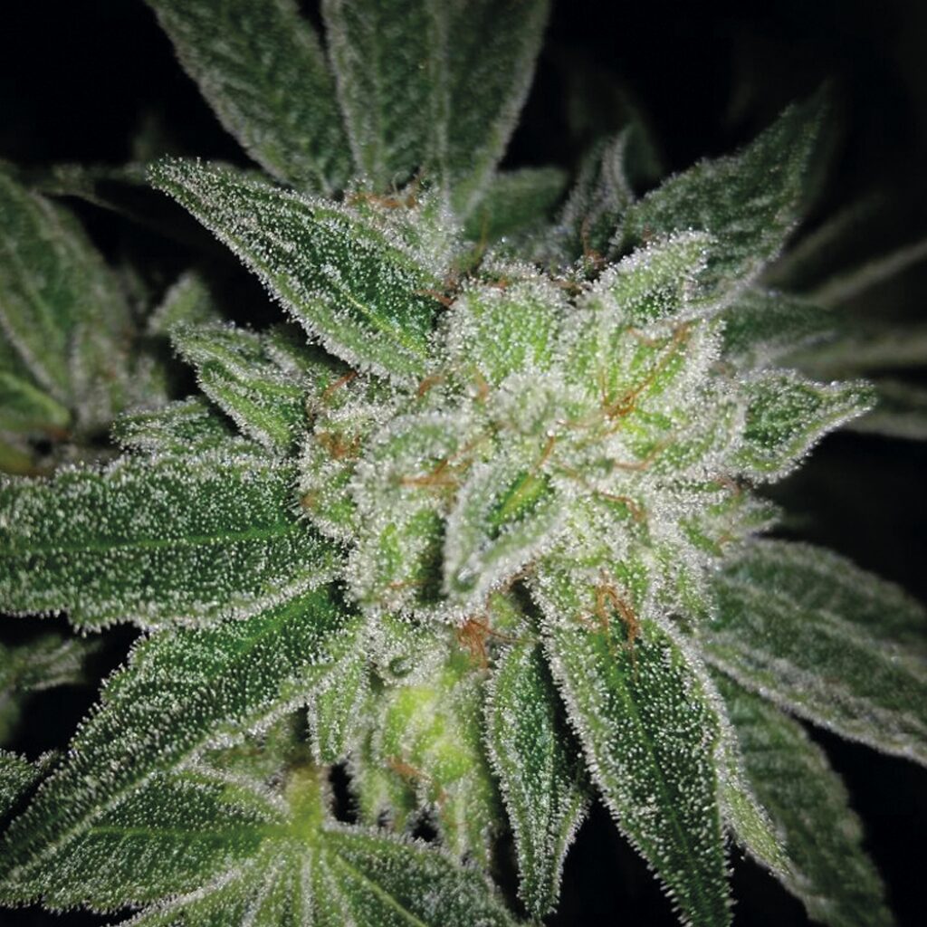Auto Big Blue — Exclusive Seeds