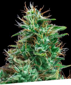 Auto Bilberry — Exclusive Seeds