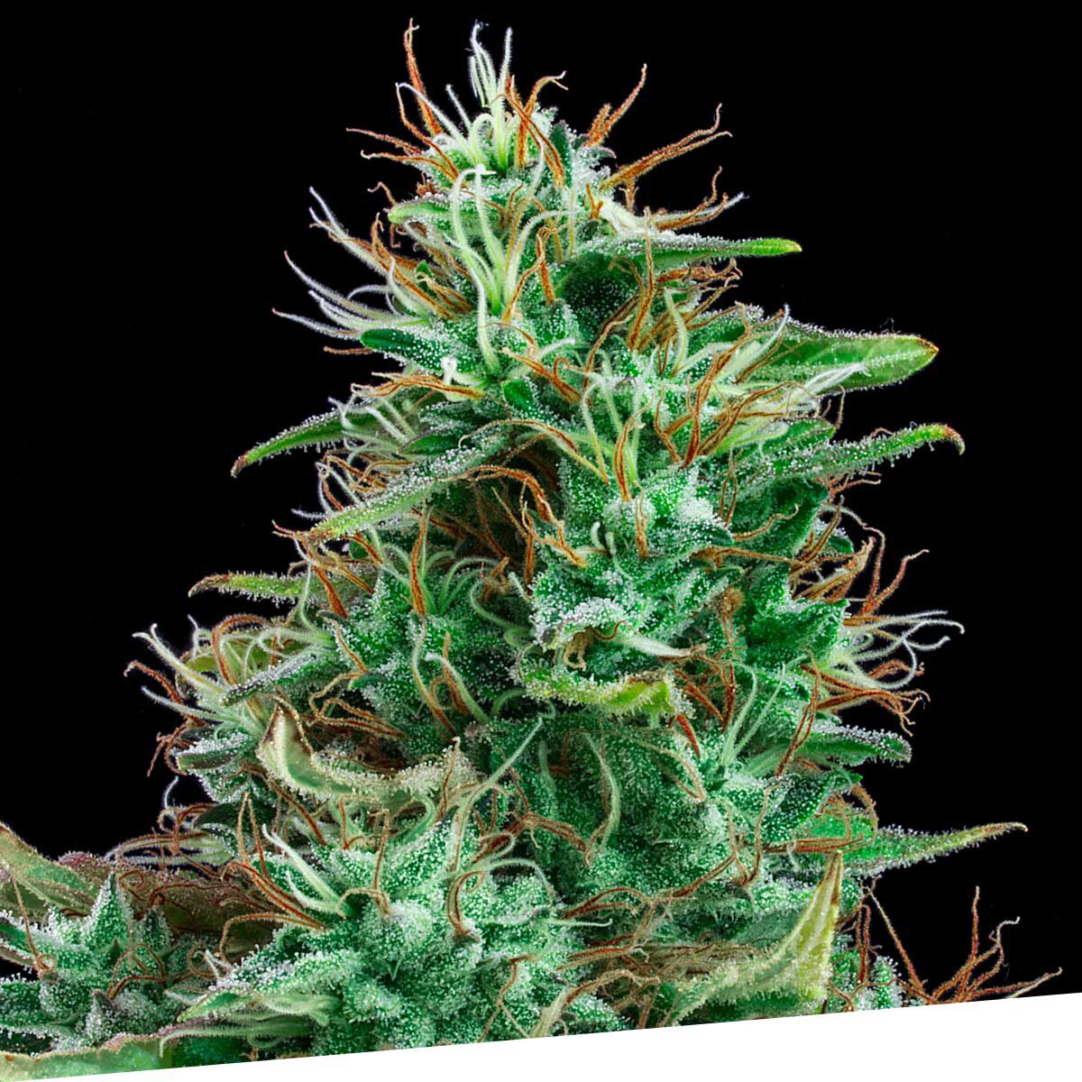 Auto Bilberry — Exclusive Seeds Auto Bilberry — Exclusive Seeds