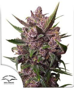 Auto Blackberry Kush — Dutch Passion