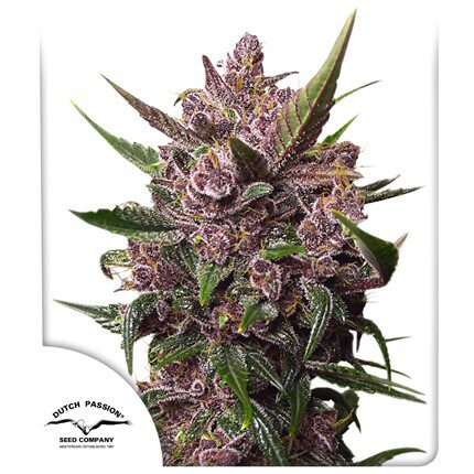 Auto Blackberry Kush — Dutch Passion
