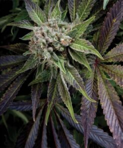 Auto Blue Pyramid — Pyramid Seeds