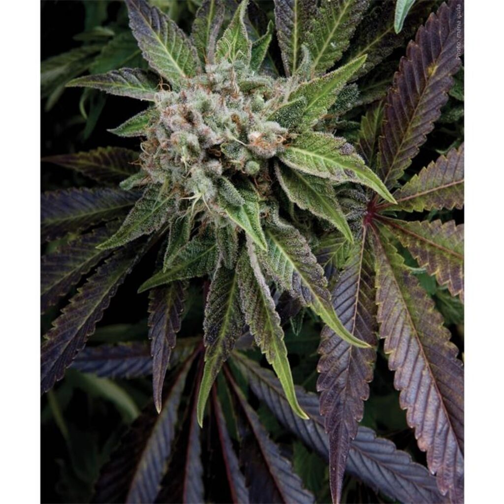 Auto Blue Pyramid — Pyramid Seeds
