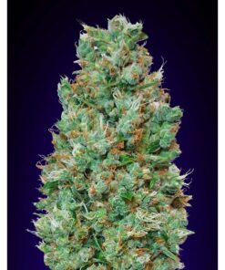 Auto Blueberry — 00 Seeds