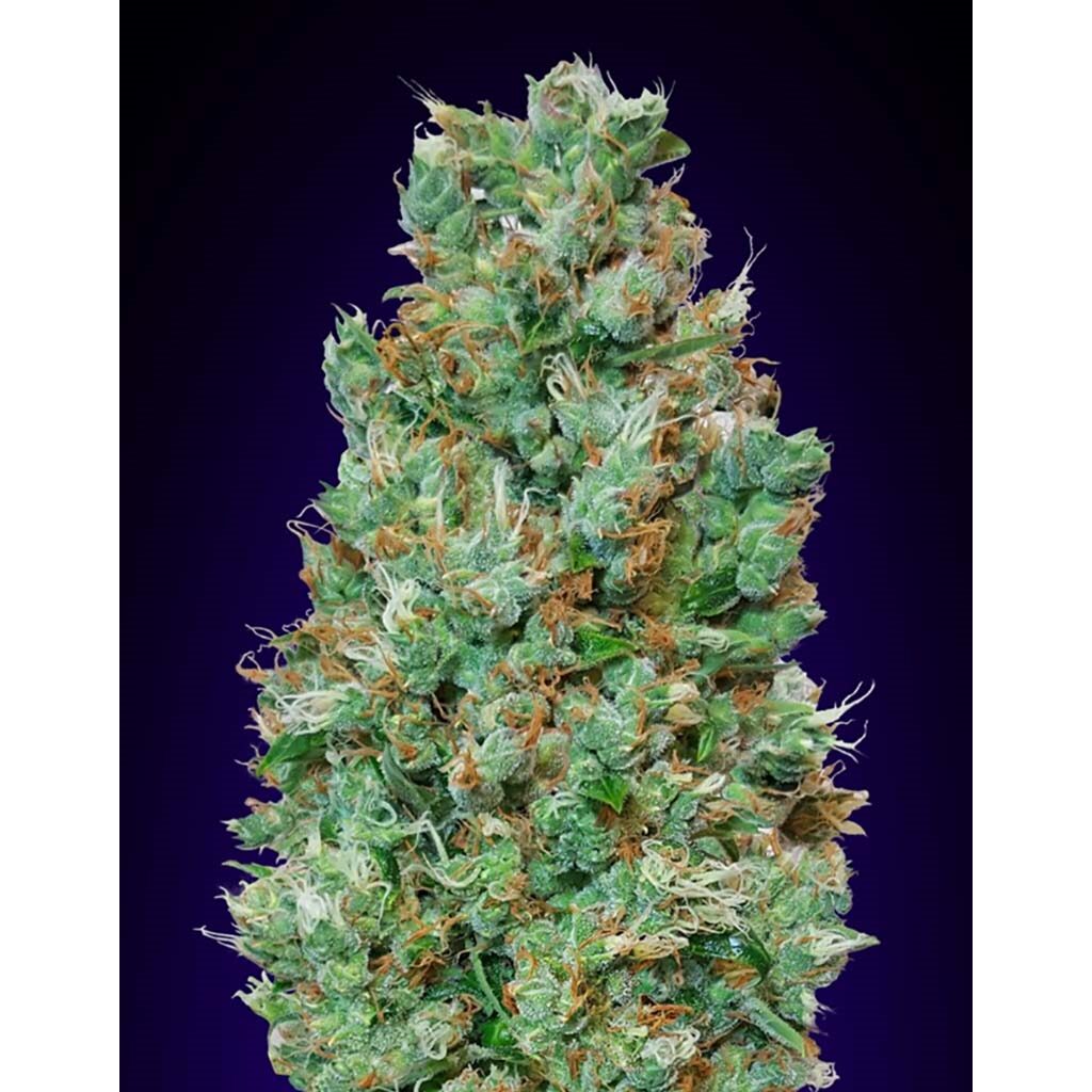 Auto Blueberry — 00 Seeds