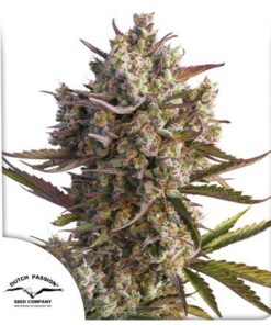 Auto Blueberry — Dutch Passion