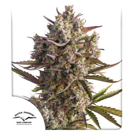 Auto Blueberry — Dutch Passion