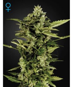 Auto Bomb — Green House