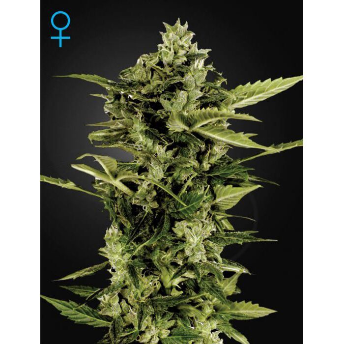 Auto Bomb — Green House