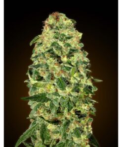 Auto California Kush — 00 Seeds