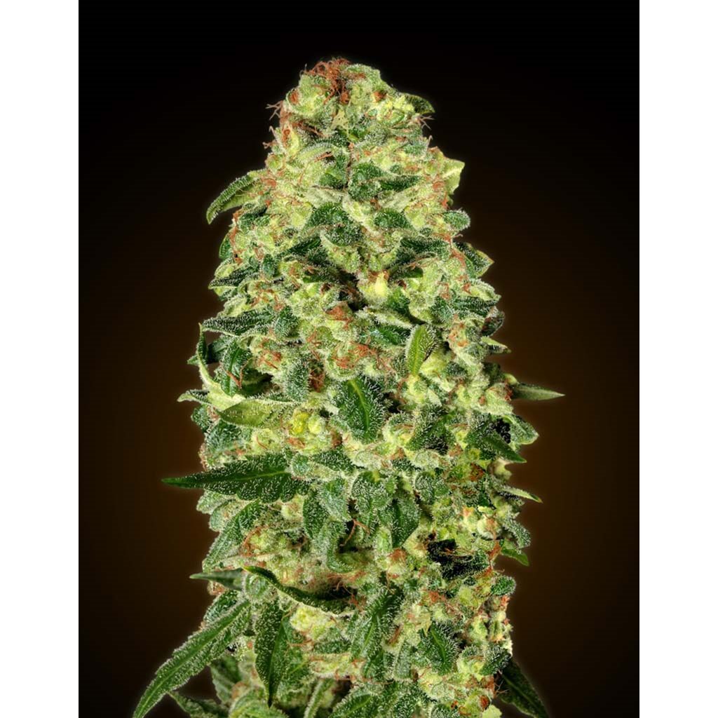 Auto California Kush — 00 Seeds