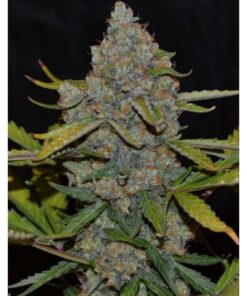 Auto CBG — Cannabiogen Seeds