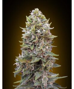 Auto Cheese Berry — 00 Seeds