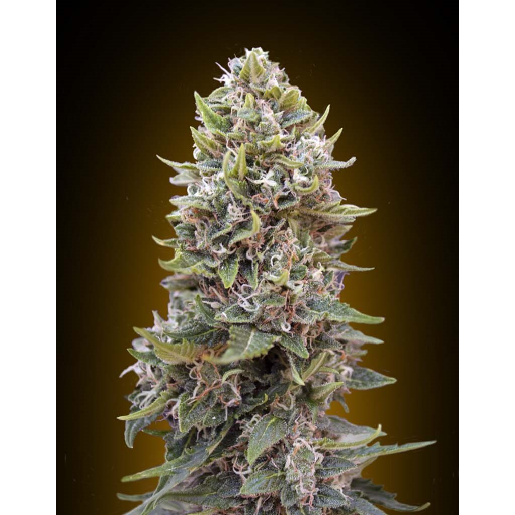 Auto Cheese Berry — 00 Seeds