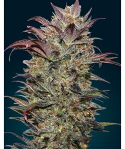 Auto Chocolate Cream — 00 Seeds