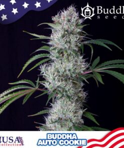 Auto Cookie — Buddha Seeds