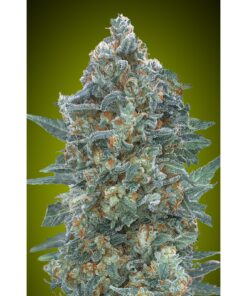 Auto Critical Lemon CBD — Advanced Seeds