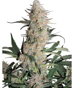 Auto Critical Orange Punch — Dutch Passion