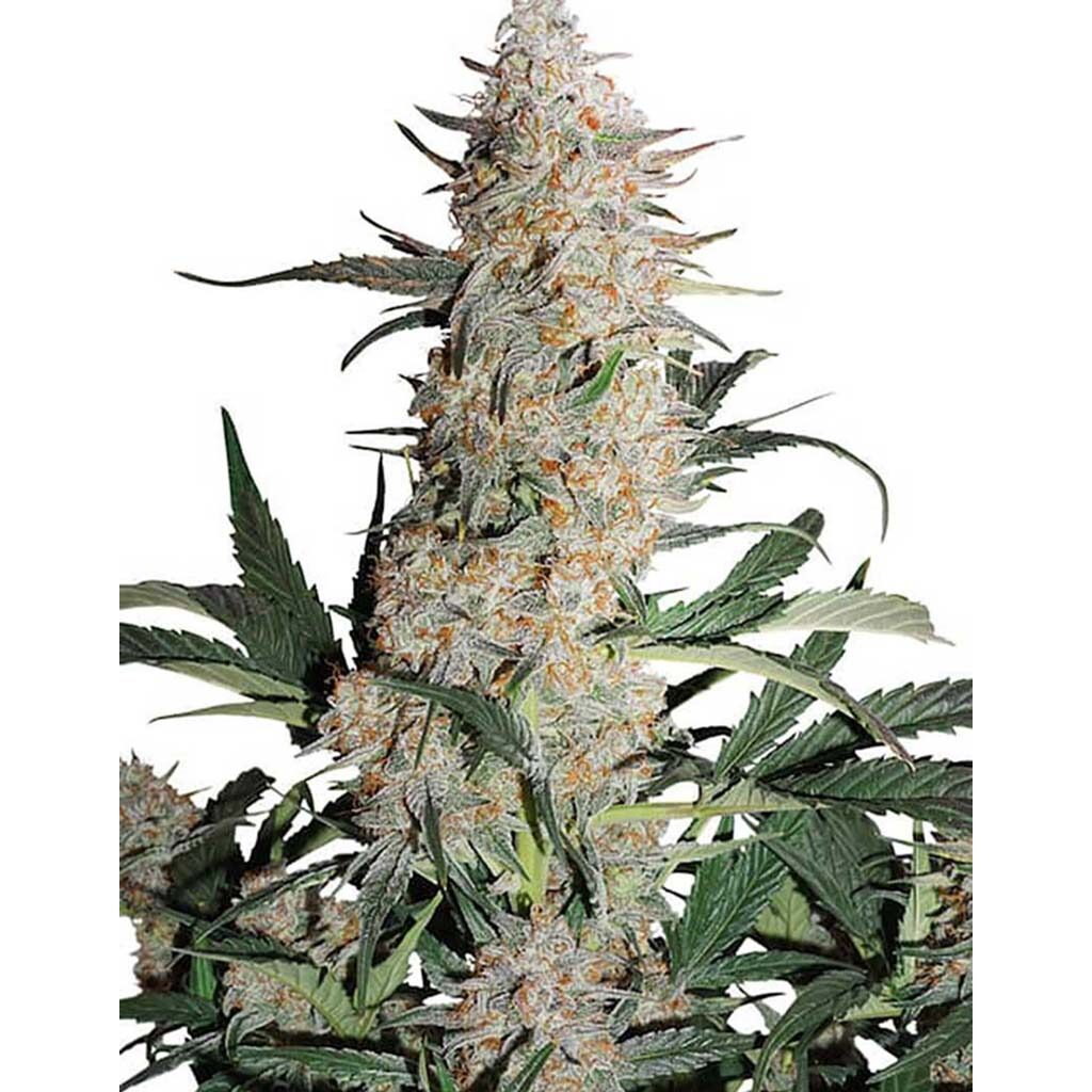 Auto Critical Orange Punch — Dutch Passion