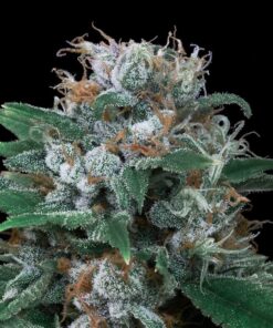 Auto Critikal — Exclusive Seeds