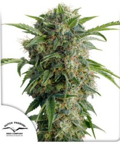 Auto Daiquiri Lime — Dutch Passion