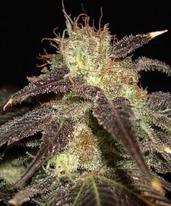 Auto Diesel — Cbd Seeds
