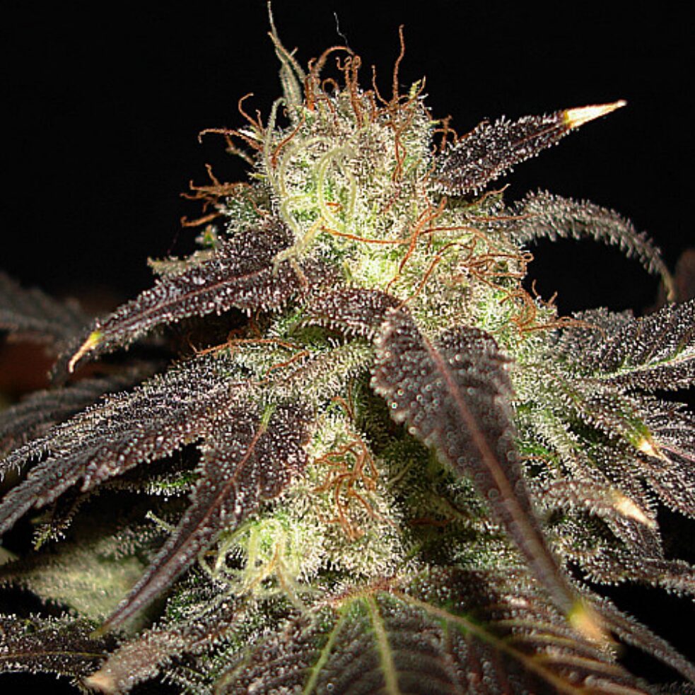 Auto Diesel — Cbd Seeds