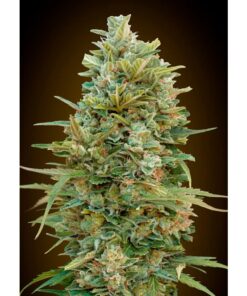 Auto Do-Si-Dos Cookies — 00 Seeds