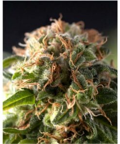 Auto Fresh Candy — Pyramid Seeds