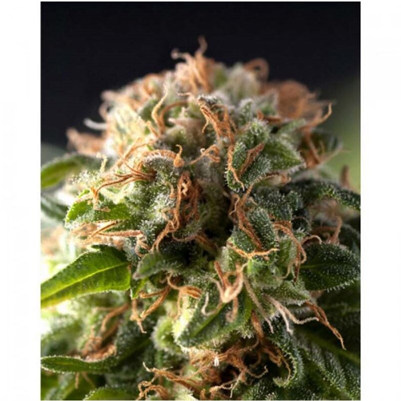 Auto Fresh Candy — Pyramid Seeds