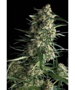 Auto Galaxy — Pyramid Seeds