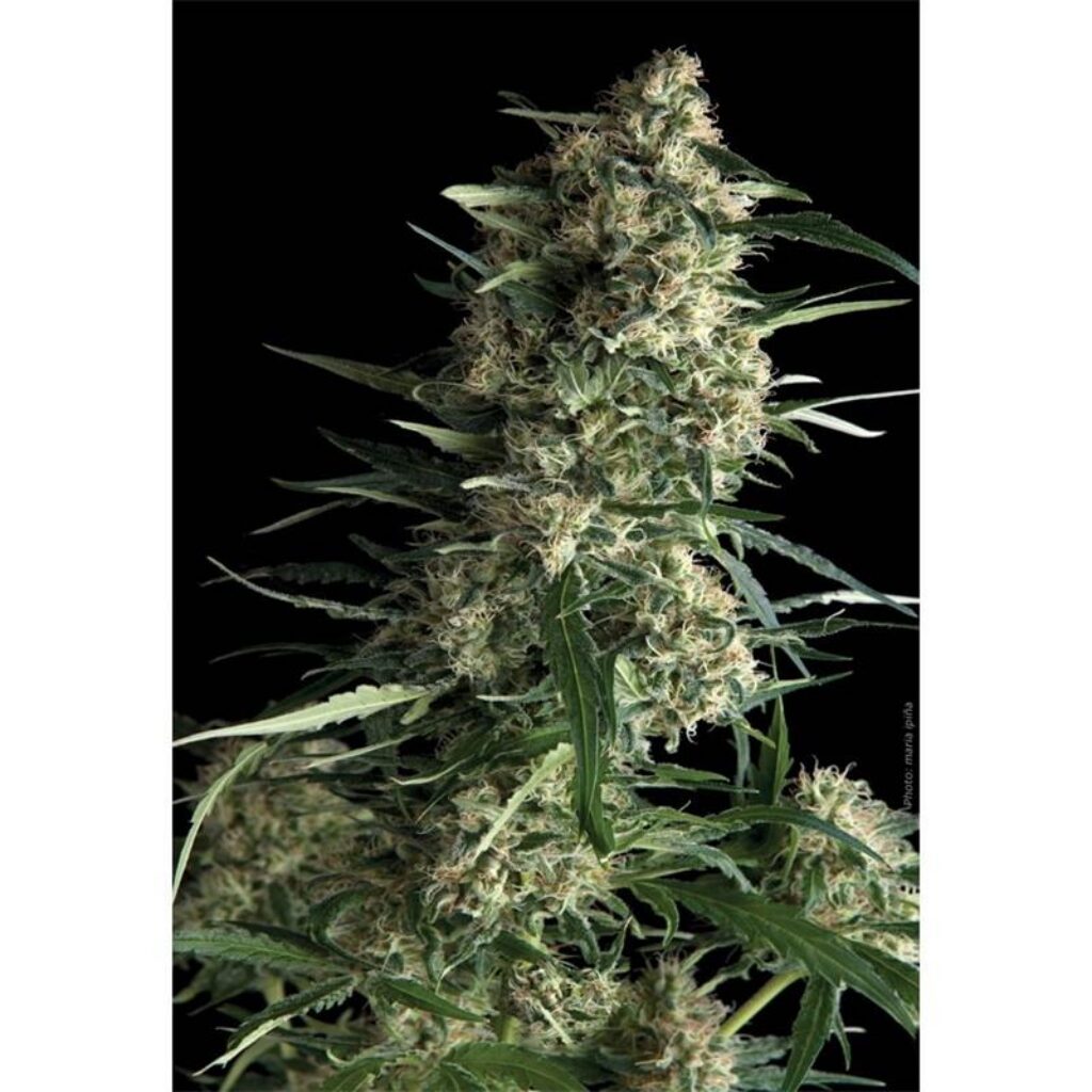 Auto Galaxy — Pyramid Seeds