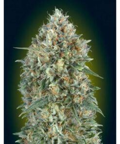 Auto Gelato #33 — Advanced Seeds