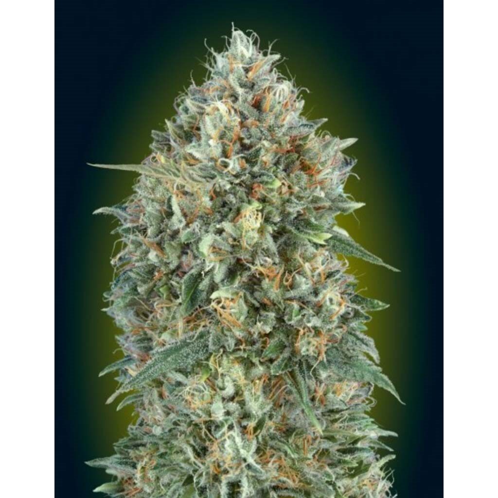 Auto Gelato #33 — Advanced Seeds